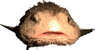 Image of a Blobfish