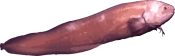 Image of a Cusk Eel