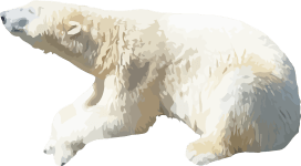 Image of a Polar Bear