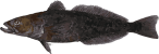 Image of a Patagonian Toothfish