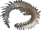 Image of a Vigtorniella Worm